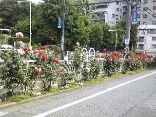 大塚駅に向かう都電沿いには、今、薔薇が満開